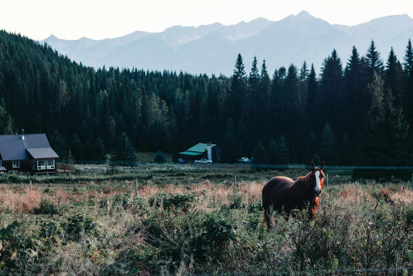 Horses in the Pacific Northwest