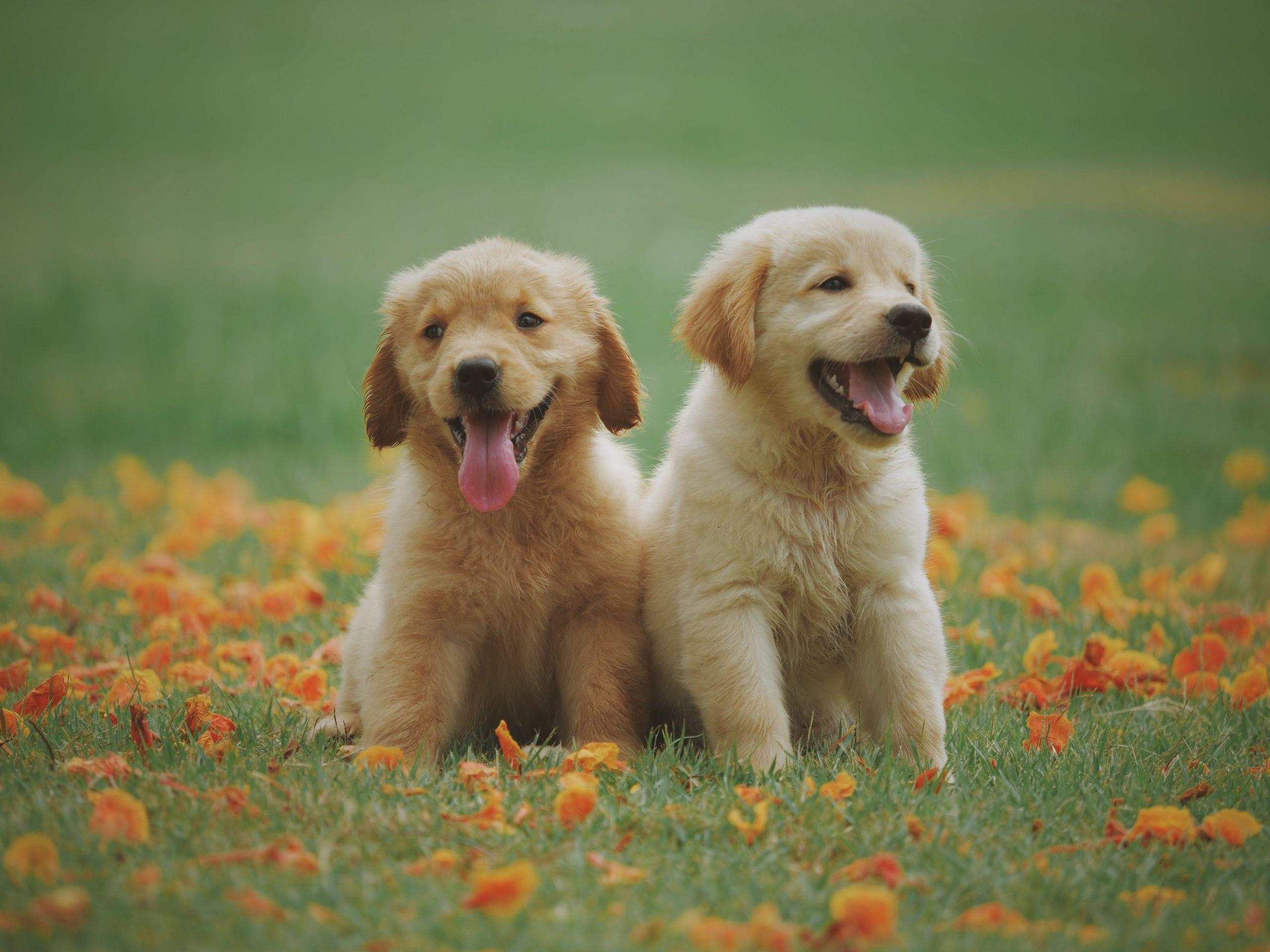 Pet Health, the Natural Way: A Guide to Naturopathic Remedies